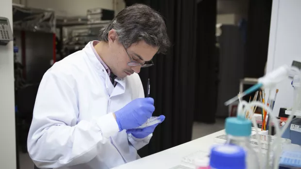 In the lab, a researcher wearing blue gloves and delicately uses a paintbrush to handle thin sections of research tissue in a dish.