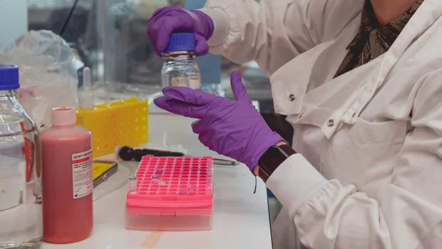 Close up of a researcher's gloved hands at work in a lab