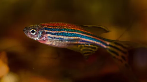 Photo of a zebrafish with colorful stripes