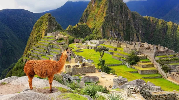 Machu Pichu with a llama in the foreground 