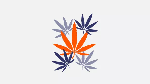 Illustration of multiple cannabis leaves