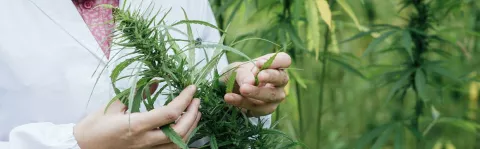 an image of hands holding a Cannabis plant
