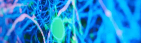 Photo: Immuno fluorescence at the Edinburgh lab