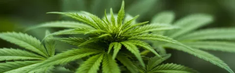 image of Cannabis leaves close up