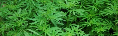 A photo fo a cannabis to demostrate how cannabis and CBD oil can be used to help treat MS
