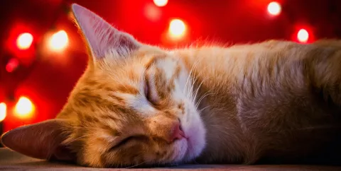 Photo of a ginger cat sleeping in front of red Christmas lights