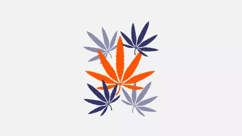 Illustration of multiple cannabis leaves