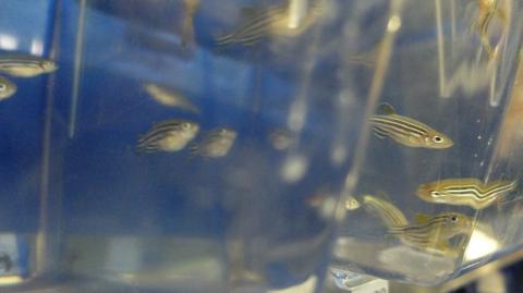David Lyons - fishes