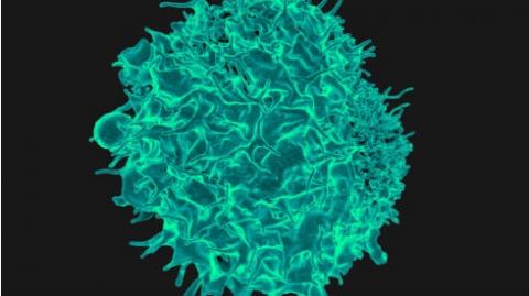 Image shows a close up of an immune cell