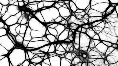 Neurons
